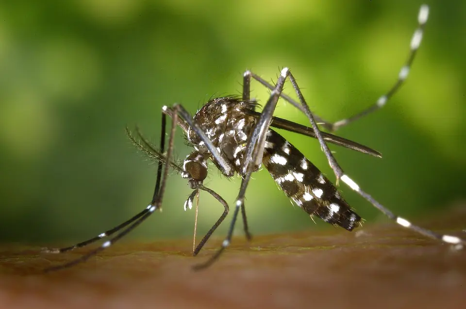 Close-up of an Aedes mosquito with black-and-white striped legs